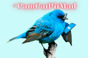 #CamCatPitMad and a Twitter Blue Bird